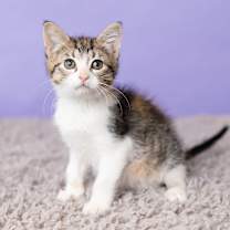 Thumbnail photo of Bratmobile #2