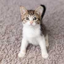 Thumbnail photo of Bratmobile #4