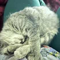 Thumbnail photo of Green Bean #4