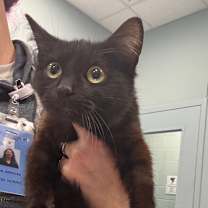 Thumbnail photo of Chronicle #1