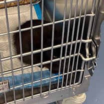 Thumbnail photo of Chronicle #2