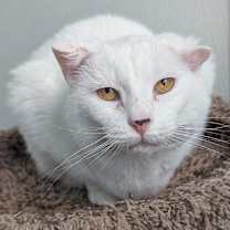 Thumbnail photo of Daisy #1