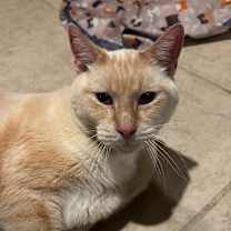 Thumbnail photo of Snowman #2