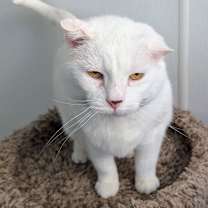 Thumbnail photo of Daisy #4