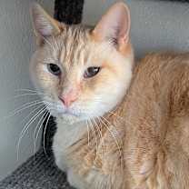 Thumbnail photo of Snowman #4