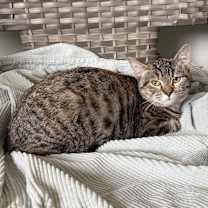 Thumbnail photo of Pecan #3