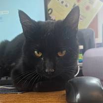 Thumbnail photo of Kitty Purry #1