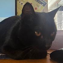 Thumbnail photo of Kitty Purry #2