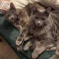 Thumbnail photo of Simba & Mowgli #1