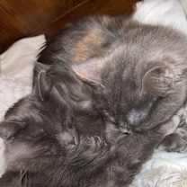 Thumbnail photo of Simba & Mowgli #2