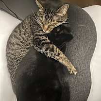 Thumbnail photo of Nellie #3