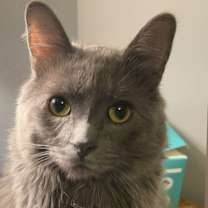 Thumbnail photo of Simba & Mowgli #4