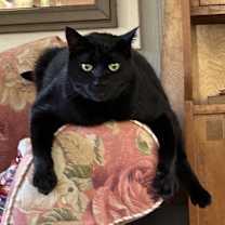 Thumbnail photo of Little Bob #2