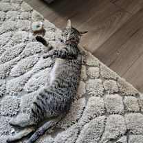 Thumbnail photo of Amber #1