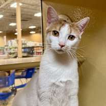 Thumbnail photo of Snicklefritz #1