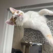 Thumbnail photo of Snicklefritz #2