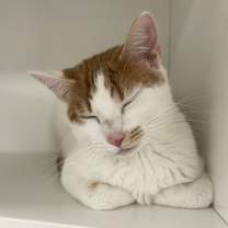 Thumbnail photo of Snicklefritz #3