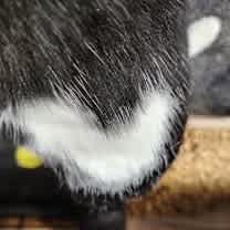 Thumbnail photo of Heartthrob #2