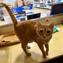 Thumbnail photo of Maurice Cunningham #2