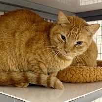 Thumbnail photo of Maurice Cunningham #4