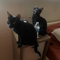 Thumbnail photo of August & Phoenix #3