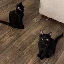 Thumbnail photo of August & Phoenix #4