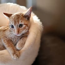 Thumbnail photo of Murphy #1