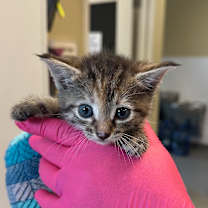 Thumbnail photo of Meowser #2