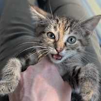 Thumbnail photo of Meowser #3