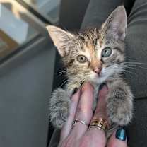 Thumbnail photo of Meowser #4