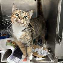 Thumbnail photo of Scoot #1