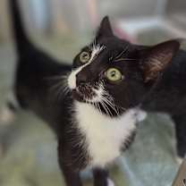 Thumbnail photo of Arches #3