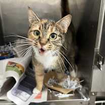 Thumbnail photo of Scoot #3