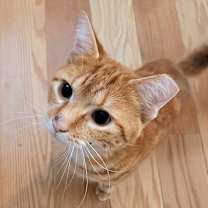 Thumbnail photo of Oliver #3