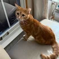 Thumbnail photo of Oliver #4