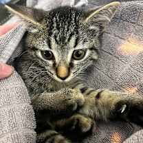 Thumbnail photo of Bambi BD #1