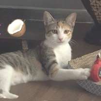 Thumbnail photo of Coconut BDL #1