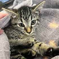 Thumbnail photo of Bambi BD #2