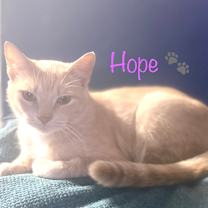 Thumbnail photo of Hope (Mom) BDL #1