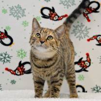 Thumbnail photo of Beans #1