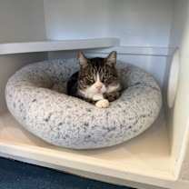 Thumbnail photo of Boxer #1