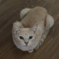 Thumbnail photo of Hope (Mom) BDL #4