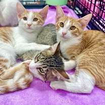 Thumbnail photo of Tater #2