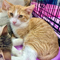 Thumbnail photo of Tater #3