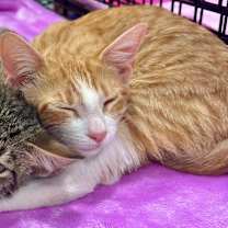 Thumbnail photo of Tater #4