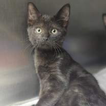 Thumbnail photo of Agent Zed #1