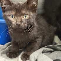 Thumbnail photo of Agent Zed #2