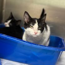 Thumbnail photo of Thorn #1