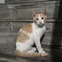 Thumbnail photo of Mickey #2