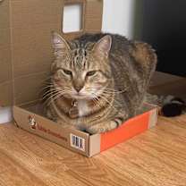 Thumbnail photo of Tako #3